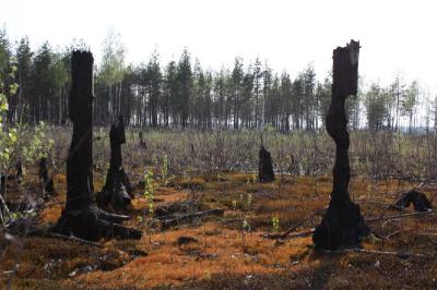 В Рязанской области снят, а в Рязани введён режим повышенной готовности